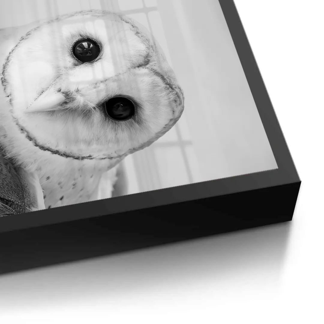 2Barn Owl - Fine Art
