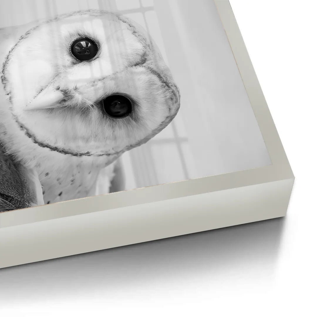 2Barn Owl - Fine Art
