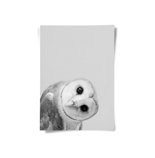Barn Owl - Poster