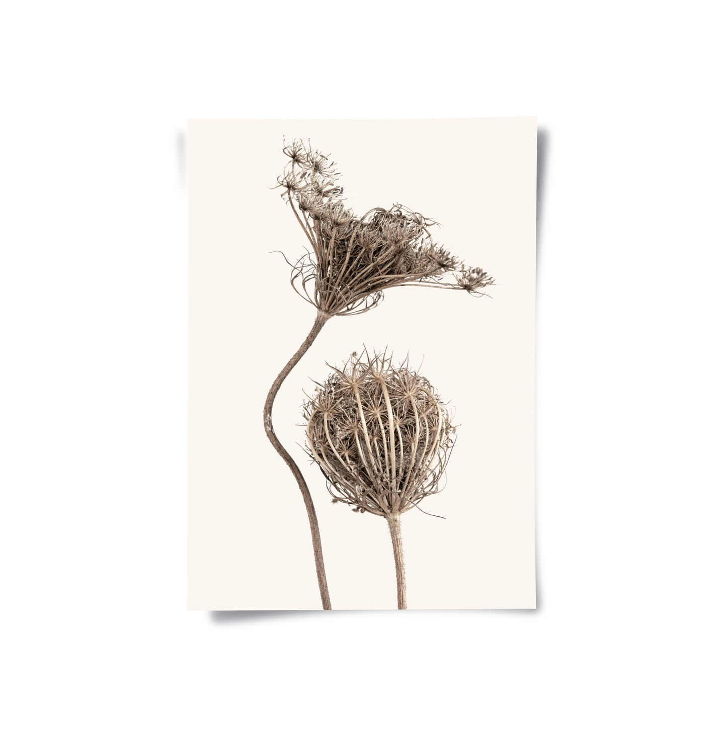 2Abstract Beige Nature Still Life - Poster