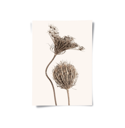 Abstract Beige Nature Still Life - Poster