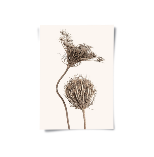 Abstract Beige Nature Still Life - Poster