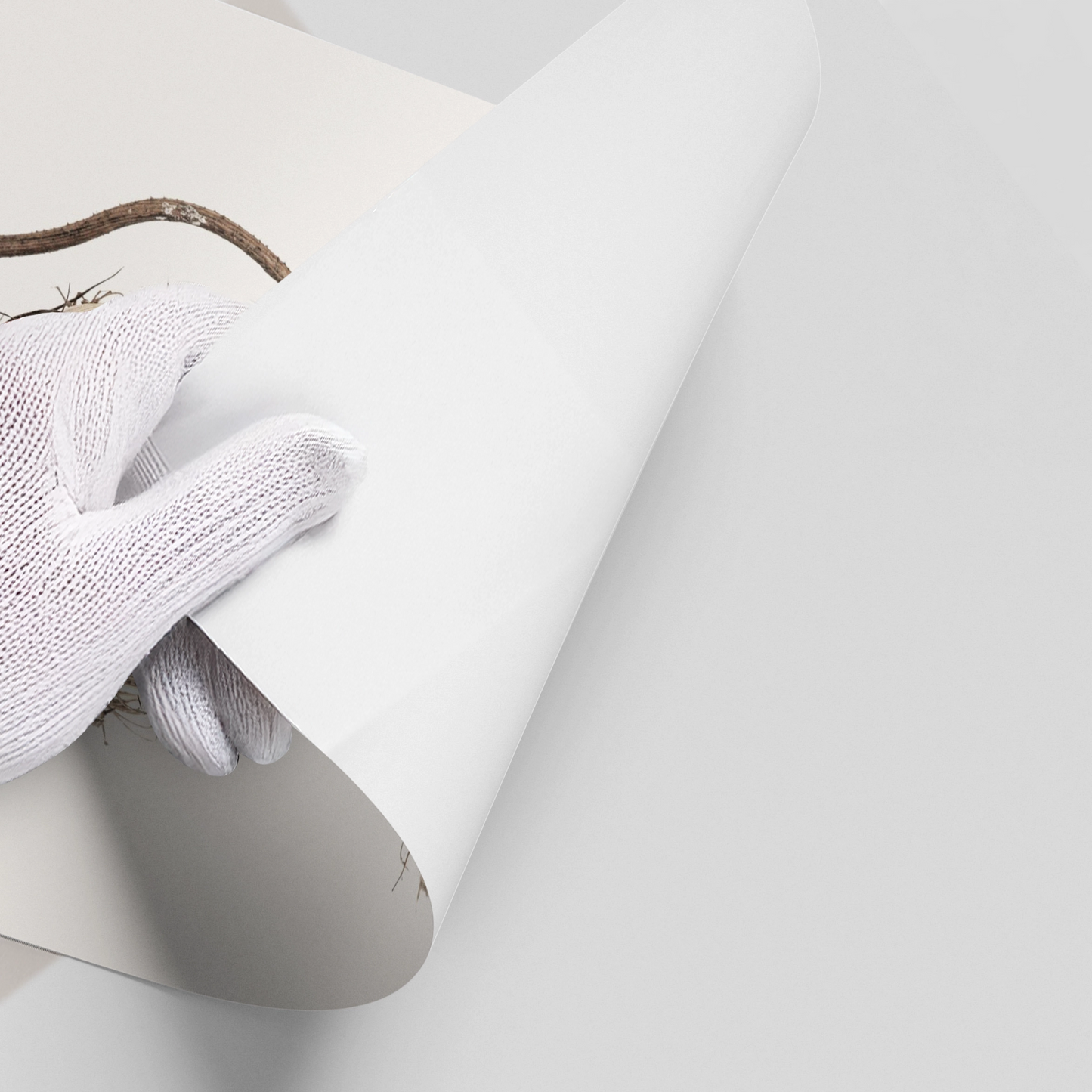 2Abstract Beige Nature Still Life - Poster