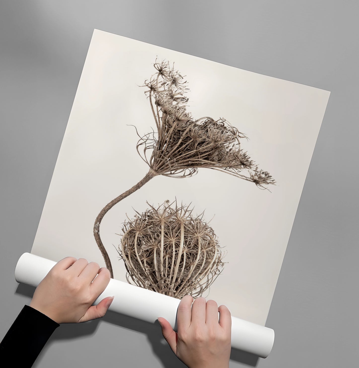 2Abstract Beige Nature Still Life - Poster