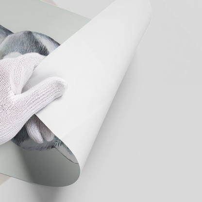 Baby Raccoon - Poster