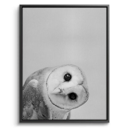 Barn Owl  - Canvas