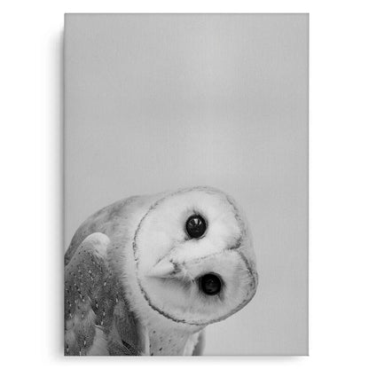 Barn Owl  - Canvas