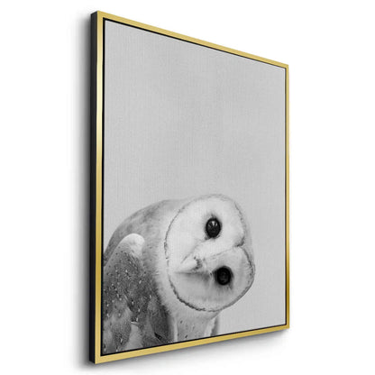 Barn Owl  - Canvas