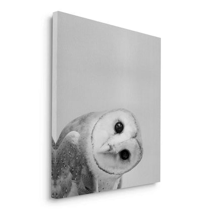 Barn Owl  - Canvas