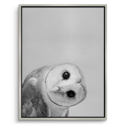 Barn Owl  - Canvas