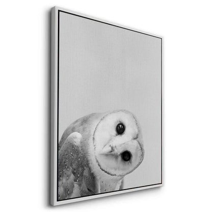 Barn Owl  - Canvas