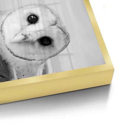 Barn Owl - Fine Art