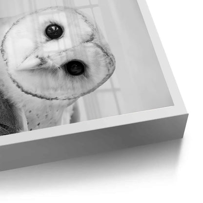 Barn Owl - Fine Art