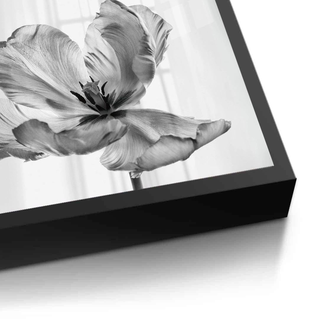 2Minimalist Black and White Tulip - Fine Art