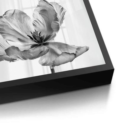 Minimalist Black and White Tulip - Fine Art