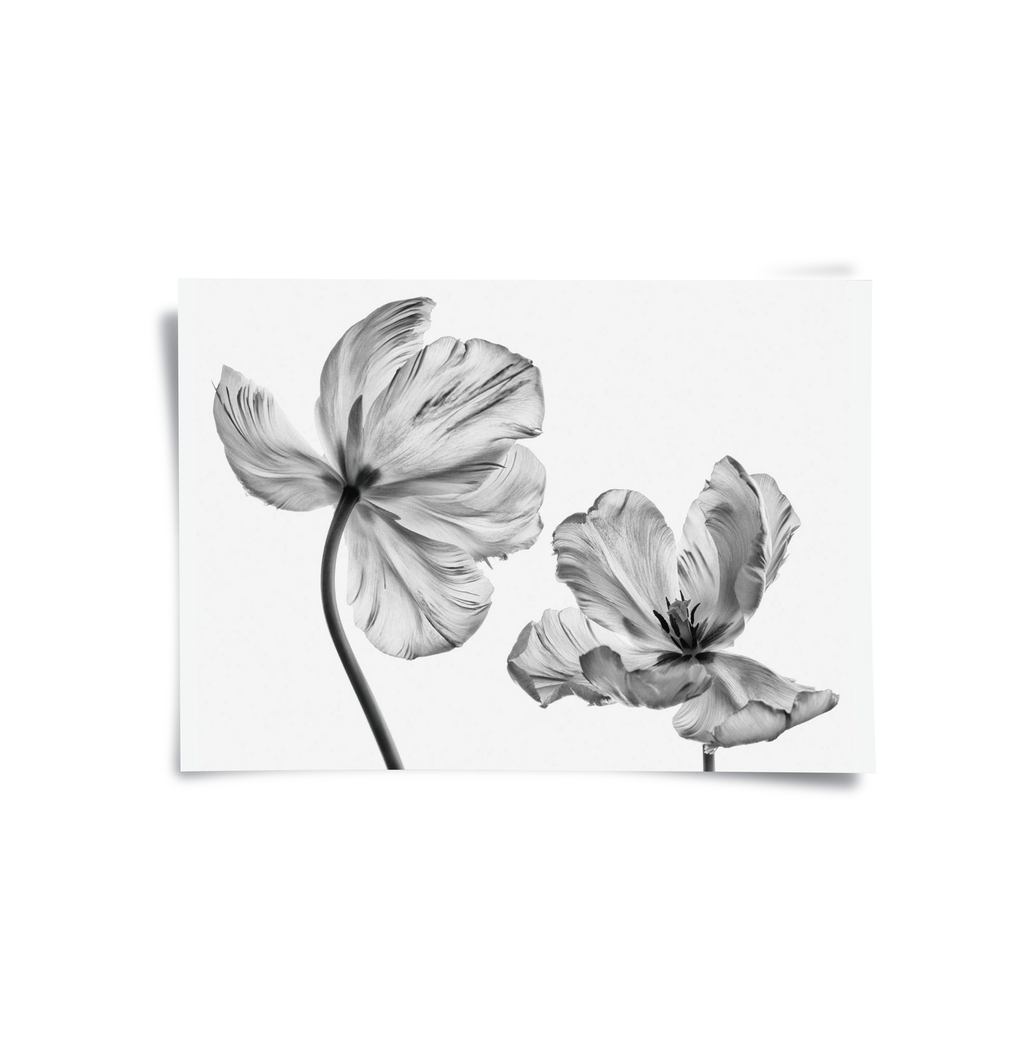 2Minimalist Black and White Tulip - Poster