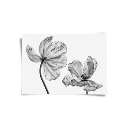 Minimalist Black and White Tulip - Poster