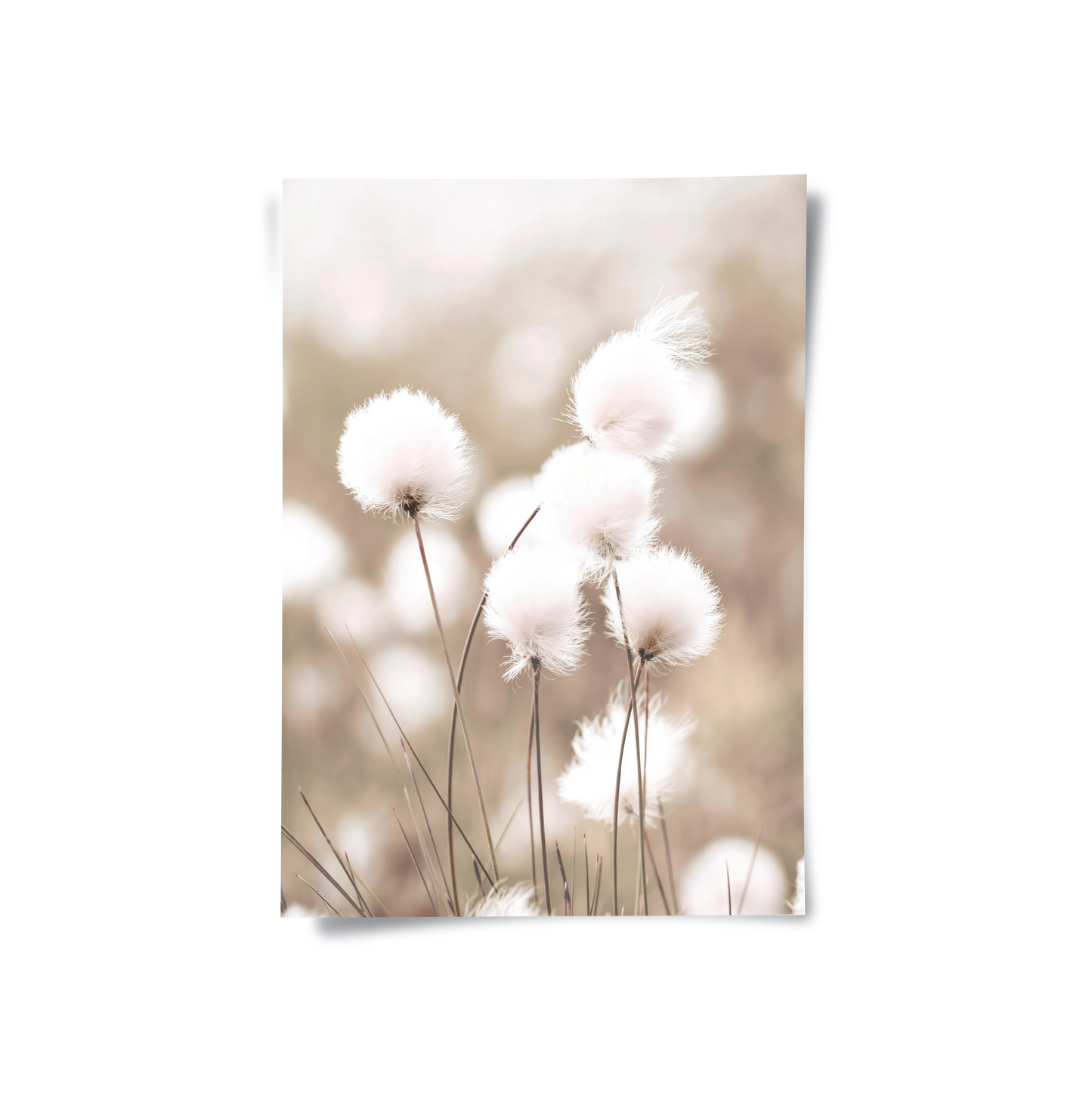 2Minimalist Botanical - Poster