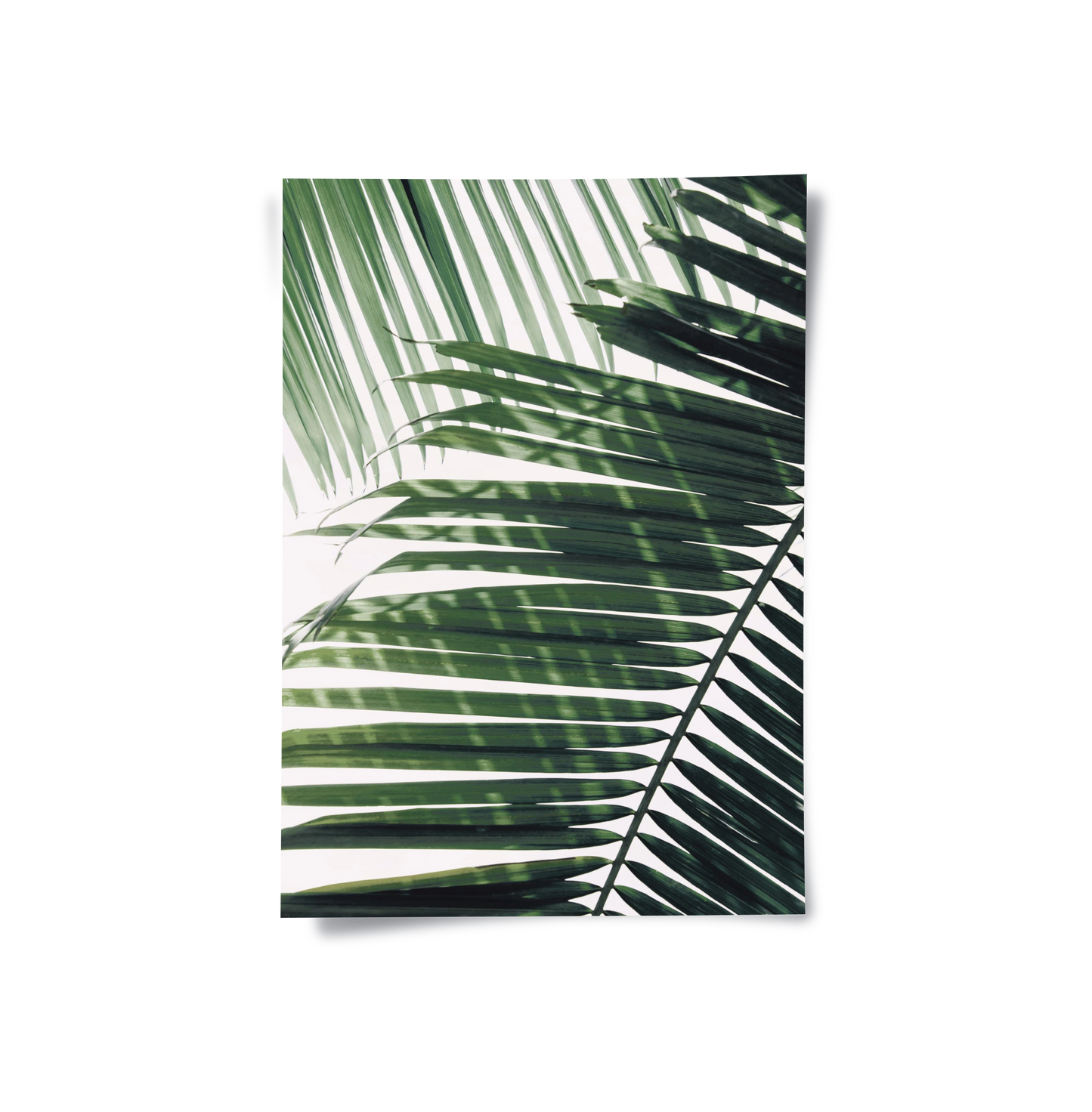 2Minimalist Palm Frond - Poster