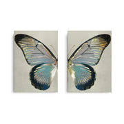 Modern Gilded Butterfly Set of 2 - Canvas - Jasmineart.ae