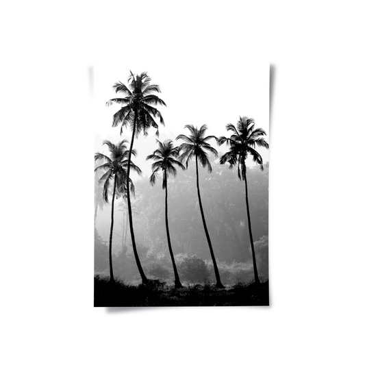 Monochrome Palm Silhouette - Poster