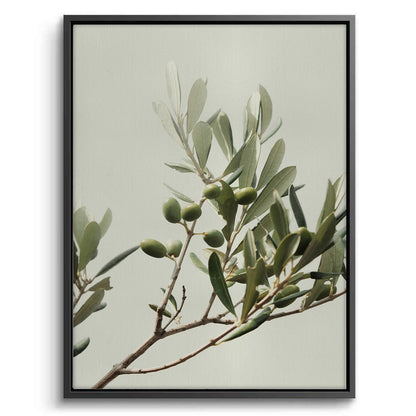 Olive Branch - Canvas