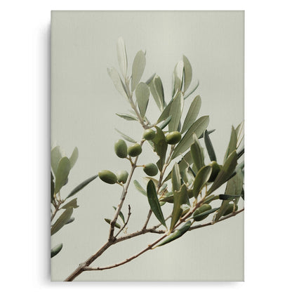 Olive Branch - Canvas