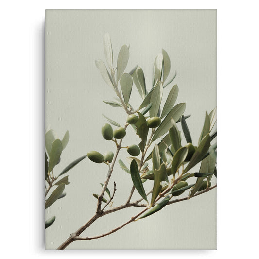 Olive Branch - Canvas