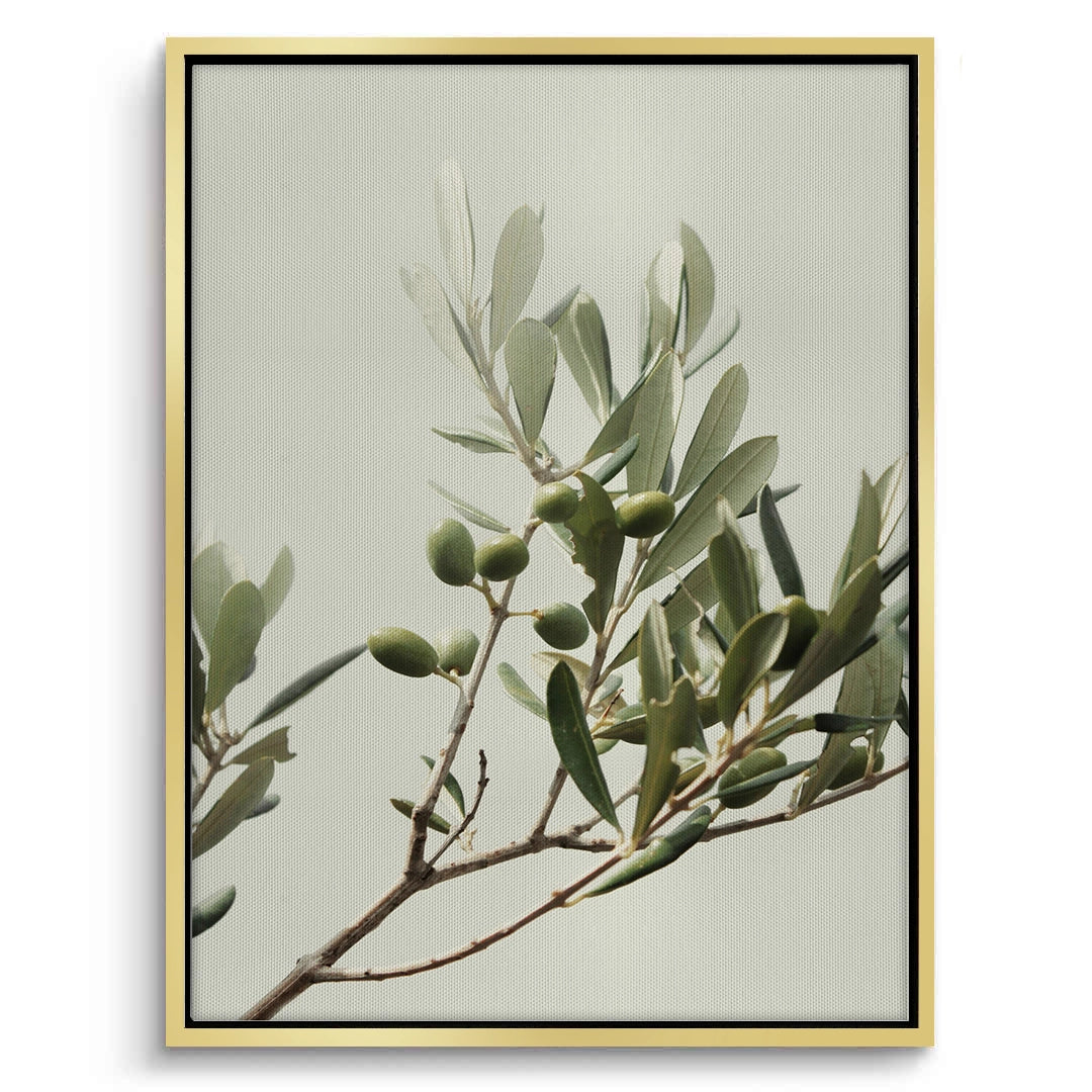 2Olive Branch - Canvas