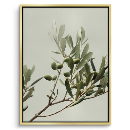 Olive Branch - Canvas