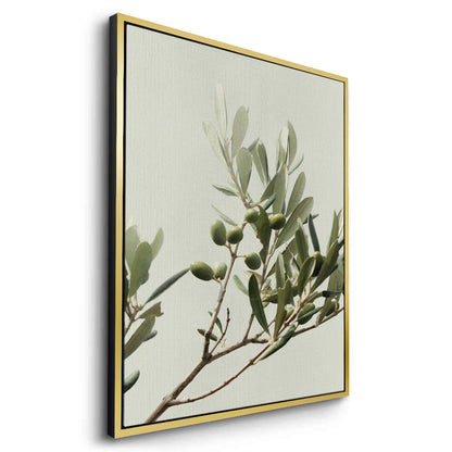 Olive Branch - Canvas