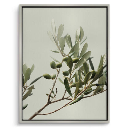 Olive Branch - Canvas