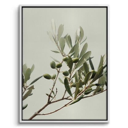 Olive Branch - Canvas