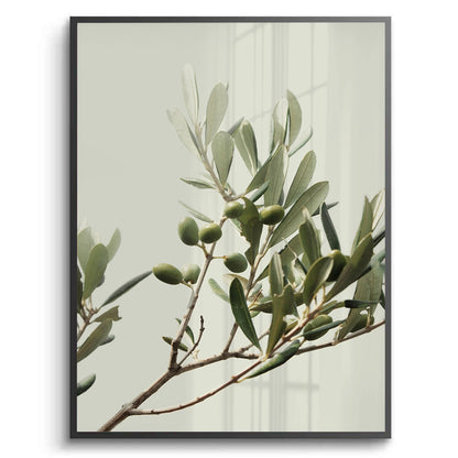 Olive Branch - Fine Art