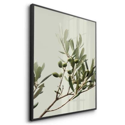 Olive Branch - Fine Art