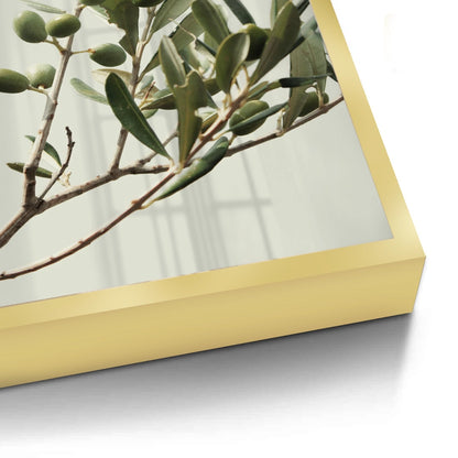 Olive Branch - Fine Art