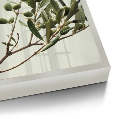 Olive Branch - Fine Art