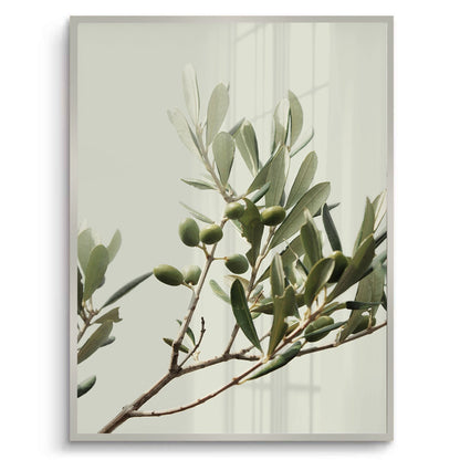 Olive Branch - Fine Art