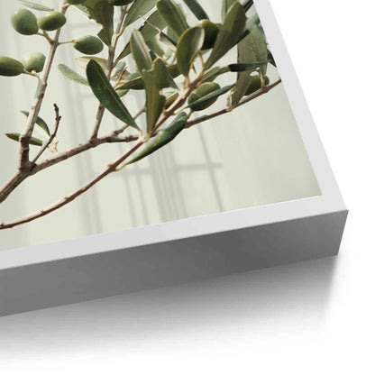 Olive Branch - Fine Art