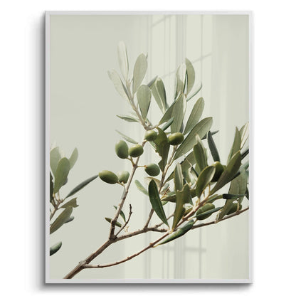 Olive Branch - Fine Art