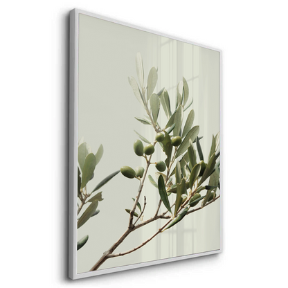 Olive Branch - Fine Art