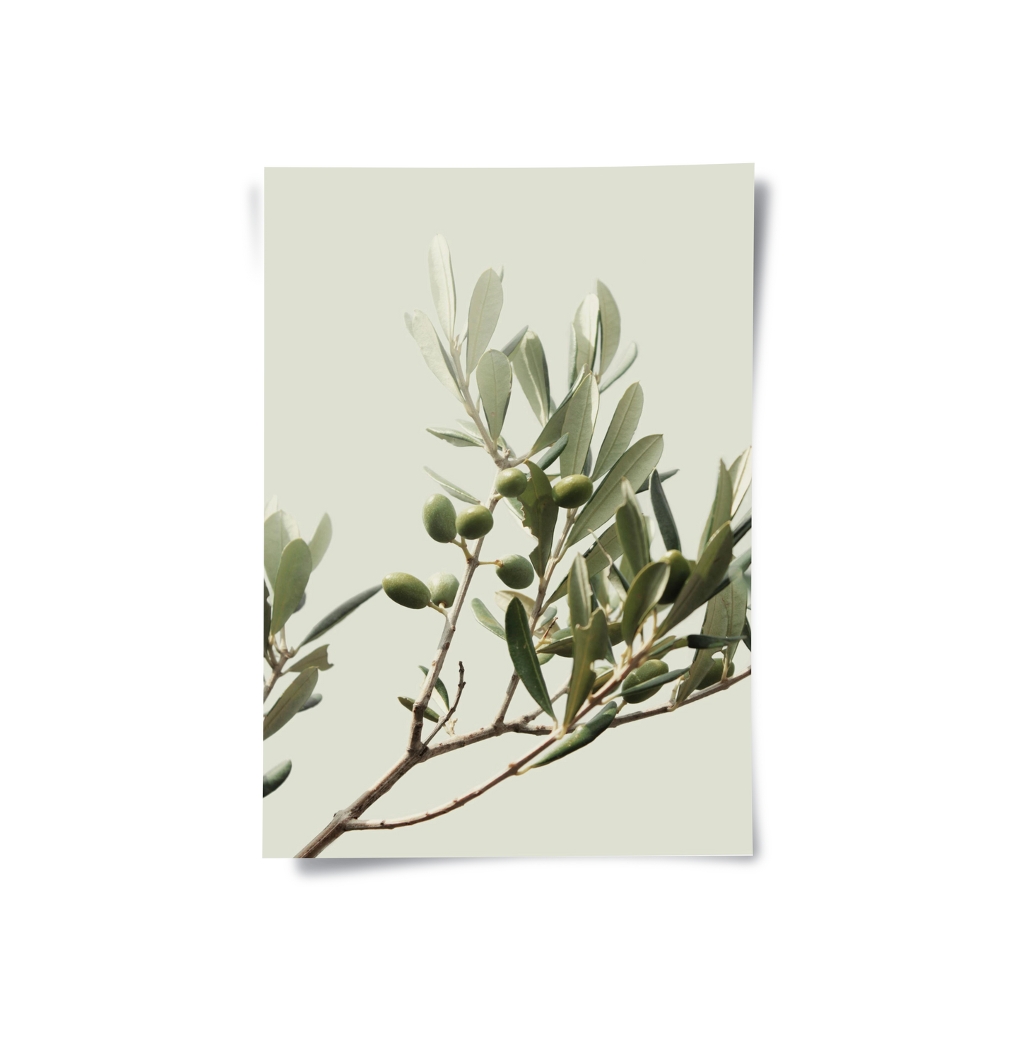 2Olive Branch - Poster