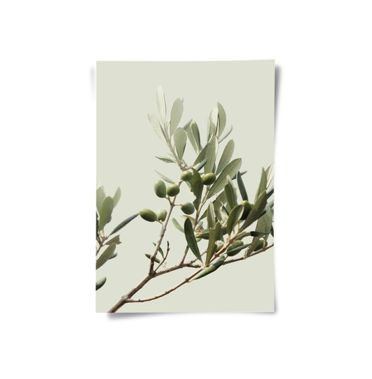 Olive Branch - Poster