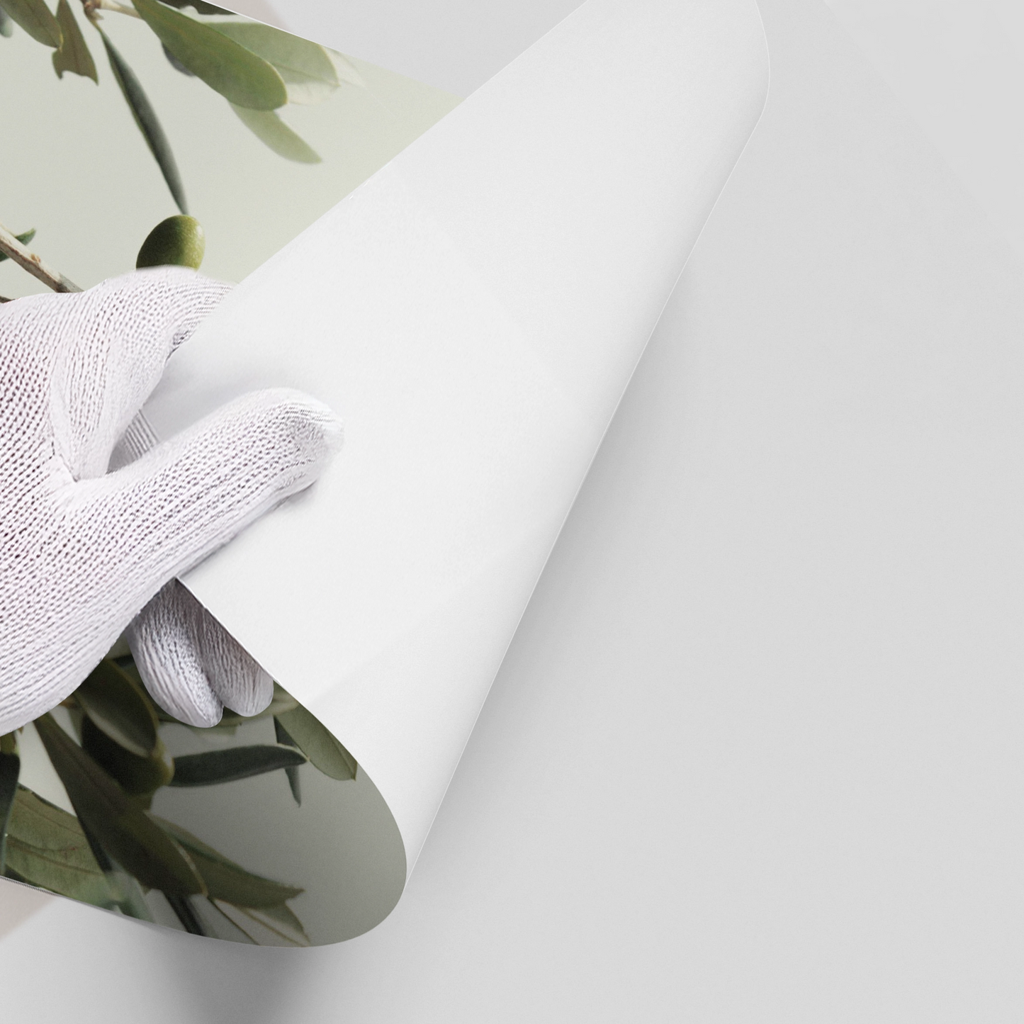 2Olive Branch - Poster