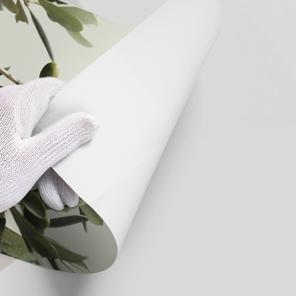 Olive Branch - Poster