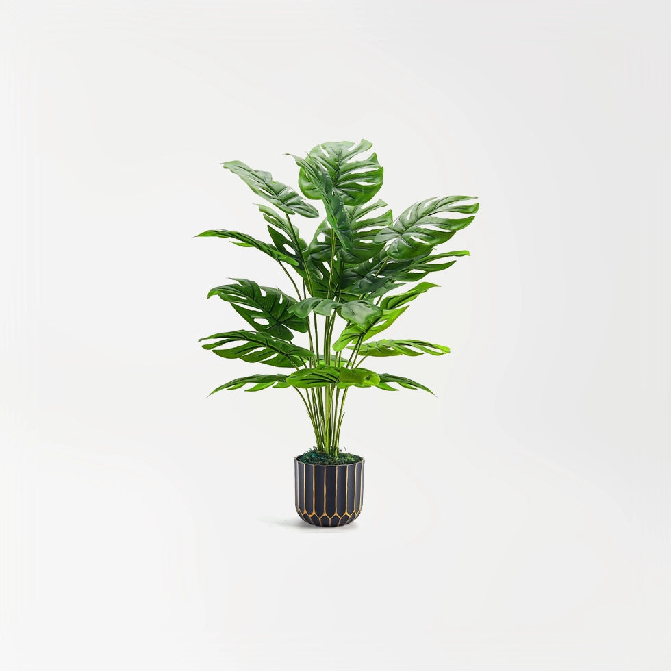 Plants