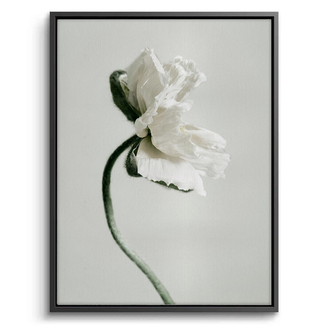 2Poppy Flower - Canvas