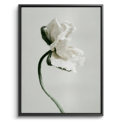 Poppy Flower - Canvas
