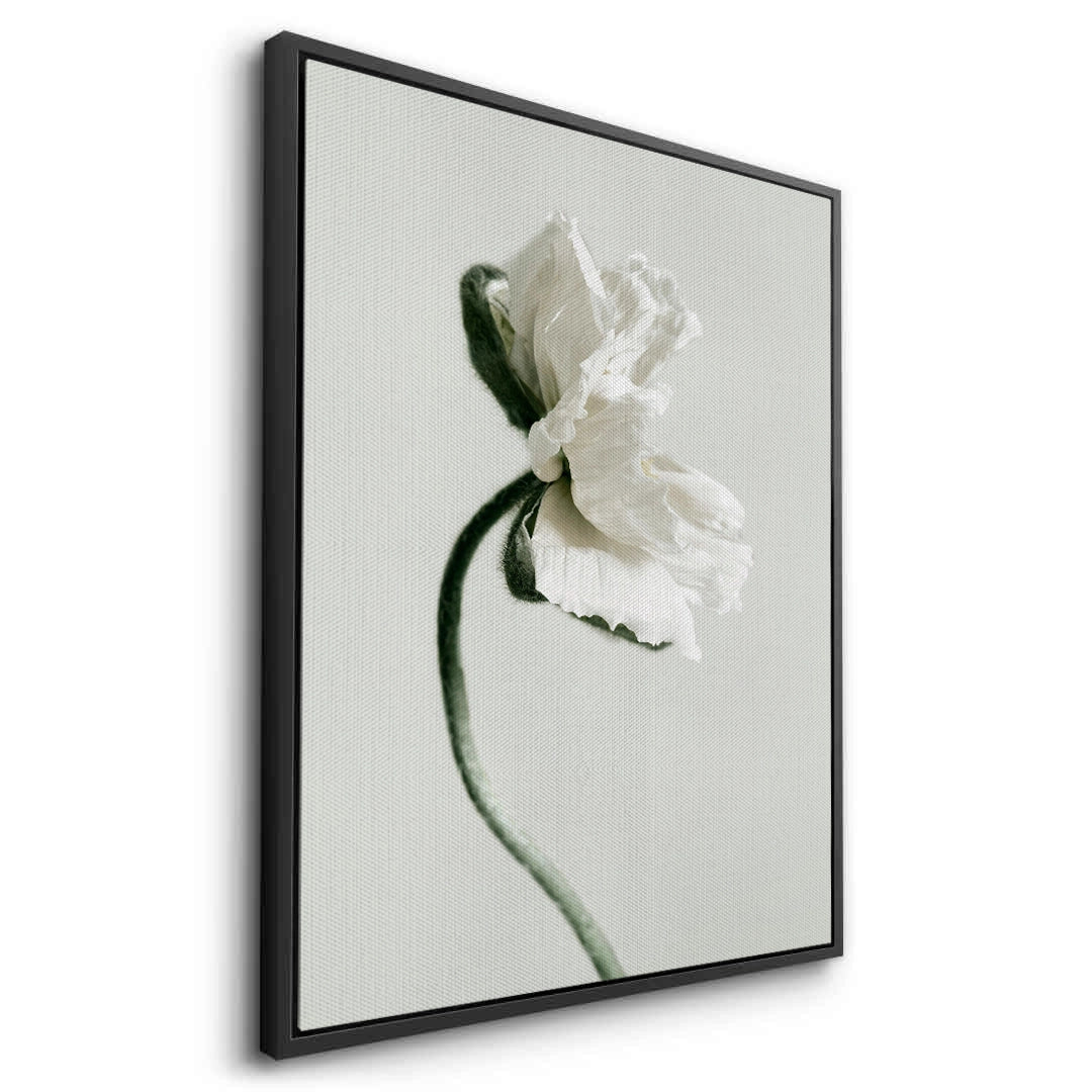 2Poppy Flower - Canvas