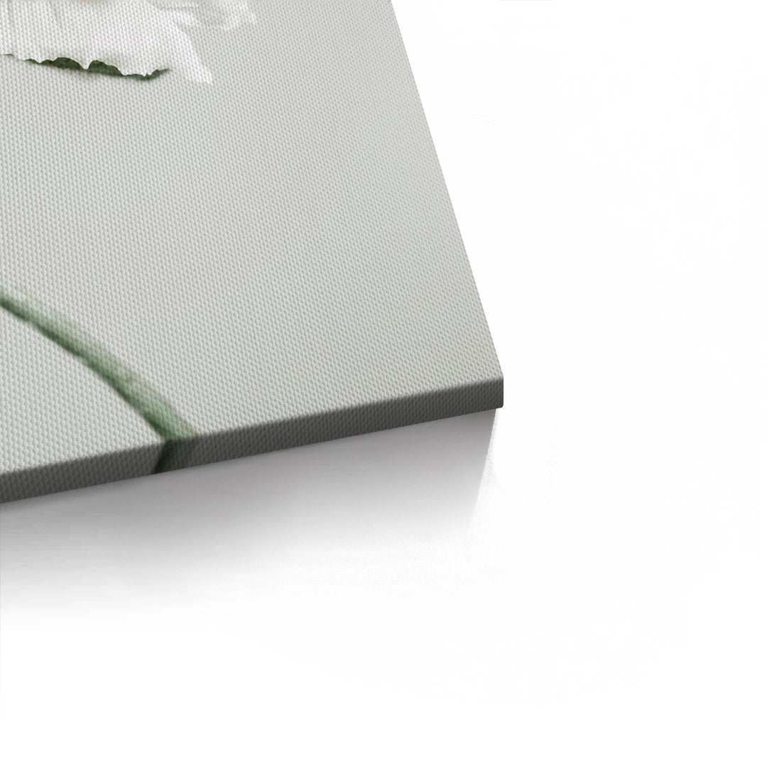 2Poppy Flower - Canvas